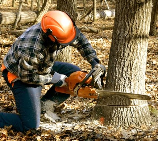 Tree Removal in Hallett, OK